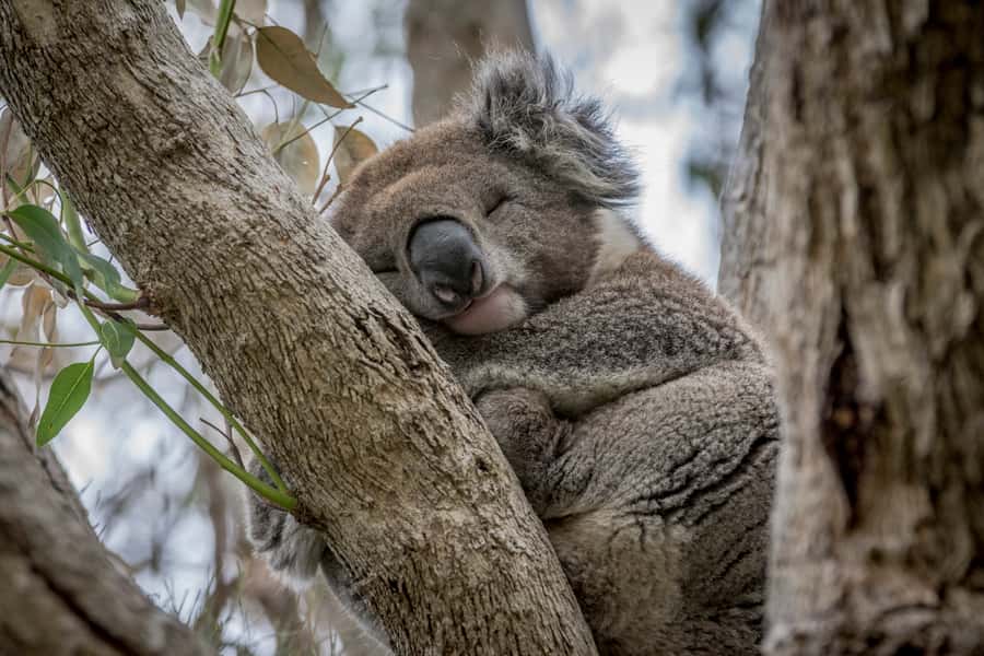 From Melbourne: Great Ocean Road, 12 Apostles & Koalas - Why the early start matters on the Great Ocean Road