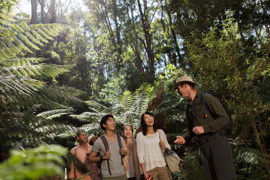 From Melbourne: Great Ocean Road, 12 Apostles & Koalas - Pickup in Melbourne: where to meet and how not to get flustered
