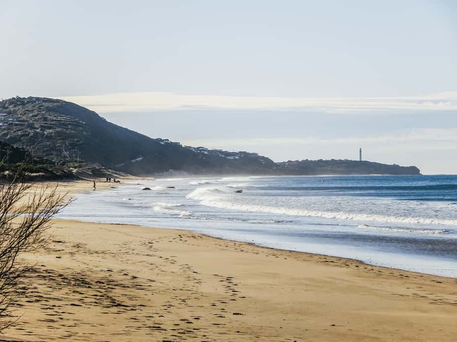 From Melbourne: Great Ocean Road, 12 Apostles, Wildlife Tour - Who this Great Ocean Road tour suits best