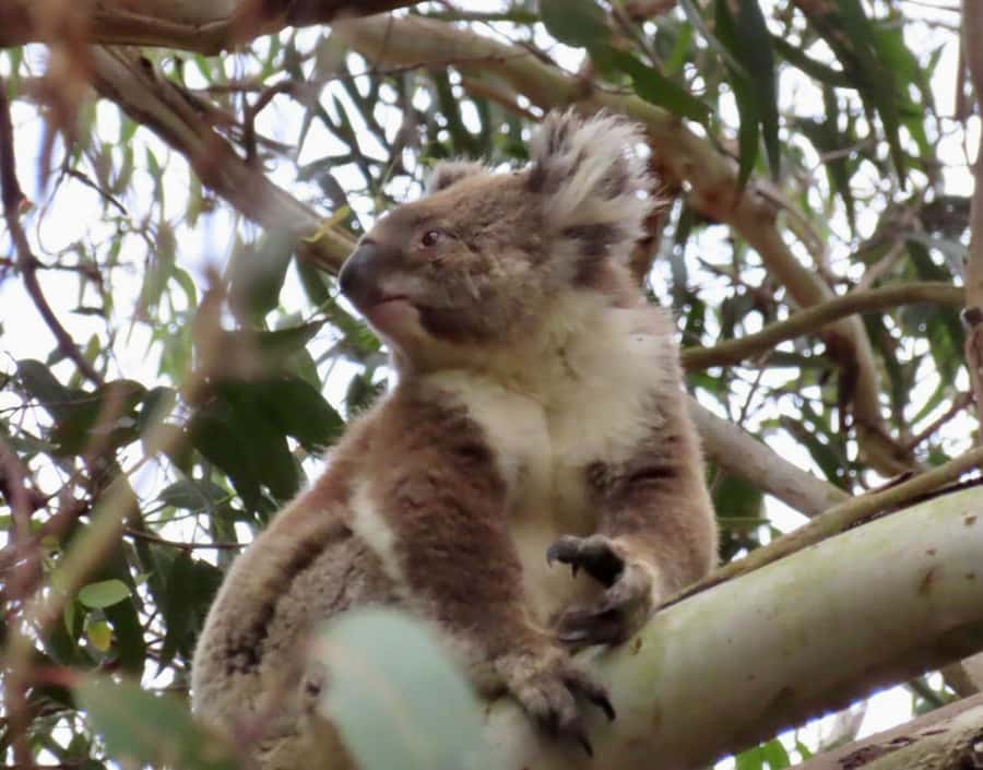 From Melbourne: Great Ocean Road Boutique Tour in Reverse - Apollo Bay lunch and the rhythm shift on the return drive
