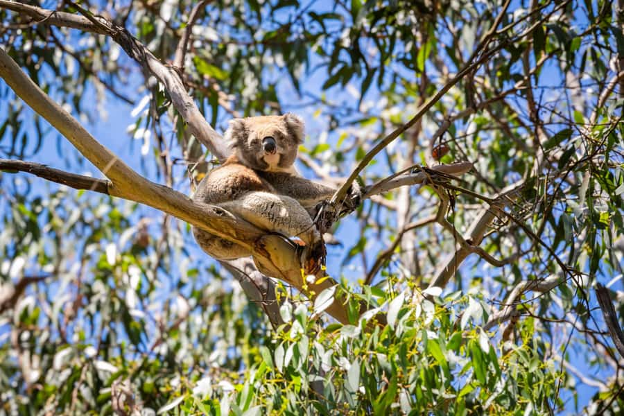 From Melbourne: Great Ocean Road Boutique Tour in Reverse - Koalas, kangaroos, and wildlife stops that feel built-in