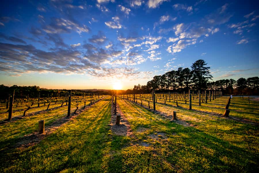 From Melbourne: Mornington Peninsula Food & Wine Taste Trail - From Melbourne to Point Leo Estate, start with art and ocean views