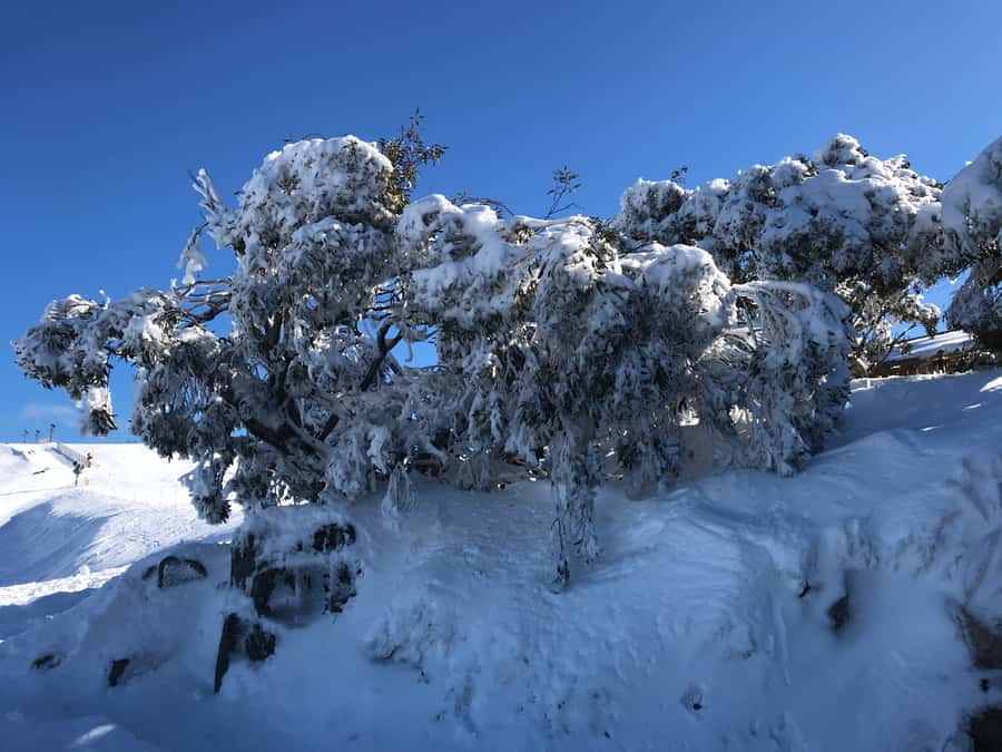 From Melbourne: Mt Buller Snow Day Small Group Boutique Tour - The Early Start: St Paul’s Cathedral Pickup and the Drive Up