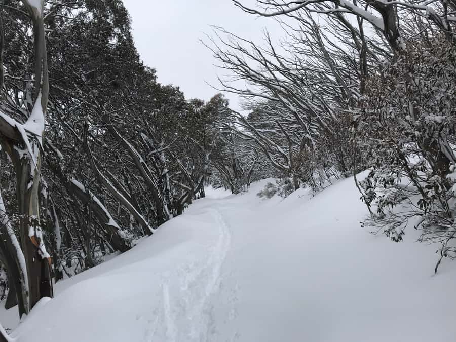 From Melbourne: Mt Buller Snow Day Small Group Boutique Tour - Weather and Delays: How the Guide Helps When Plans Shift