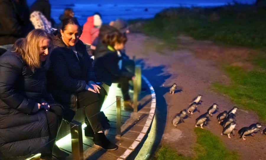 From Melbourne: Penguin Parade Afternoon Tour - Key things I’d circle before you book