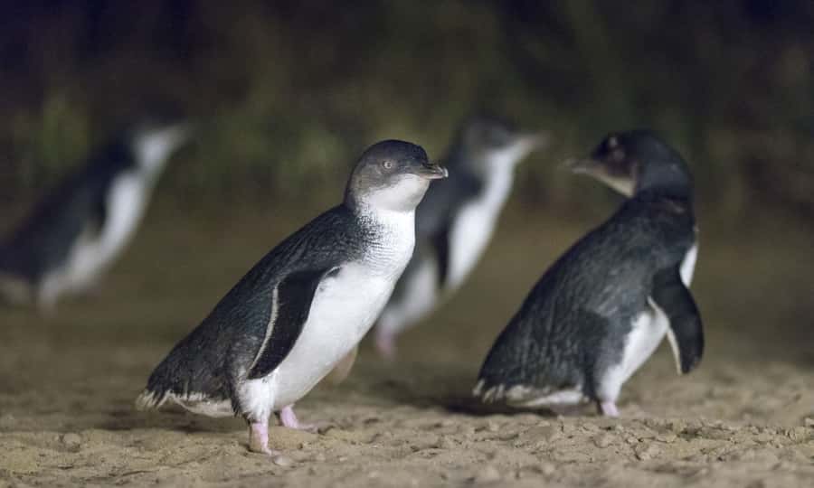 From Melbourne: Penguin Parade Afternoon Tour - Penguin Parade at sunset: how to watch little penguins without frustration