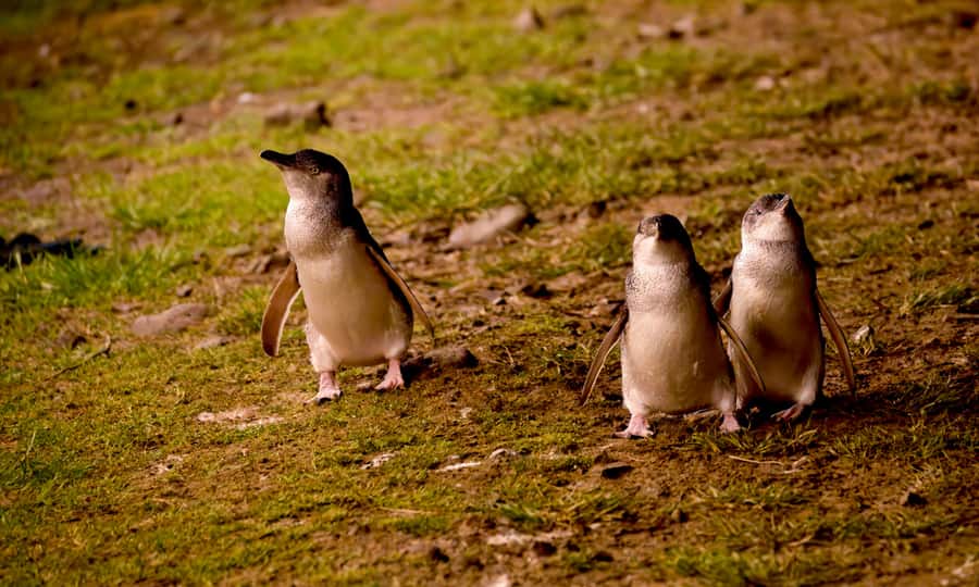 From Melbourne: Penguin Parade Afternoon Tour - The Nobbies stop: cliffs, ocean views, and your best shot at seals