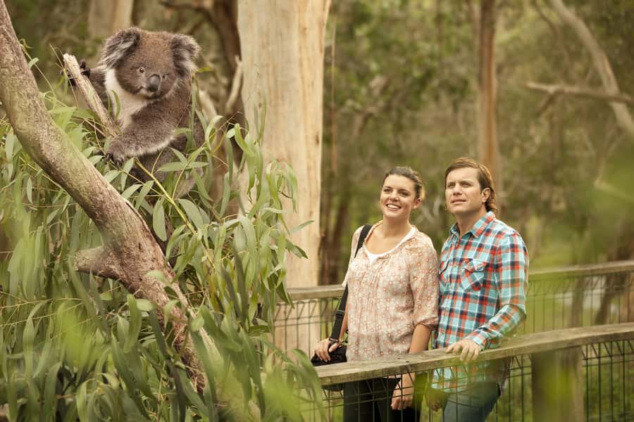 From Melbourne: Penguin Parade and Koalas Tour - Rules and limits you should not ignore