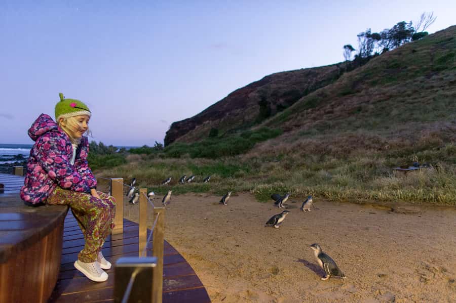 From Melbourne: Penguin Parade and Koalas Tour - Phillip Island Penguin Parade at Summerland Bay: what happens when the light changes