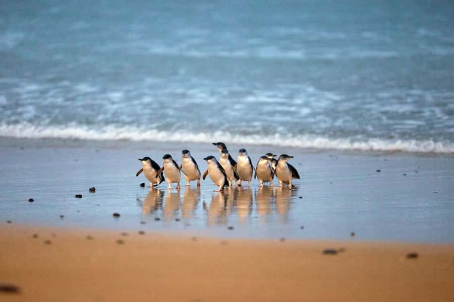 From Melbourne: Penguin Parade and Koalas Tour - Coach comfort, timing, and meeting the right bus