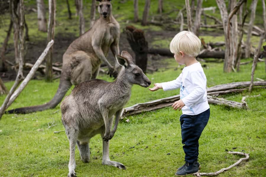 From Melbourne: Penguin Parade, Koalas & Kangaroos - Price and value: is $112 reasonable for this mix of coast and wildlife?