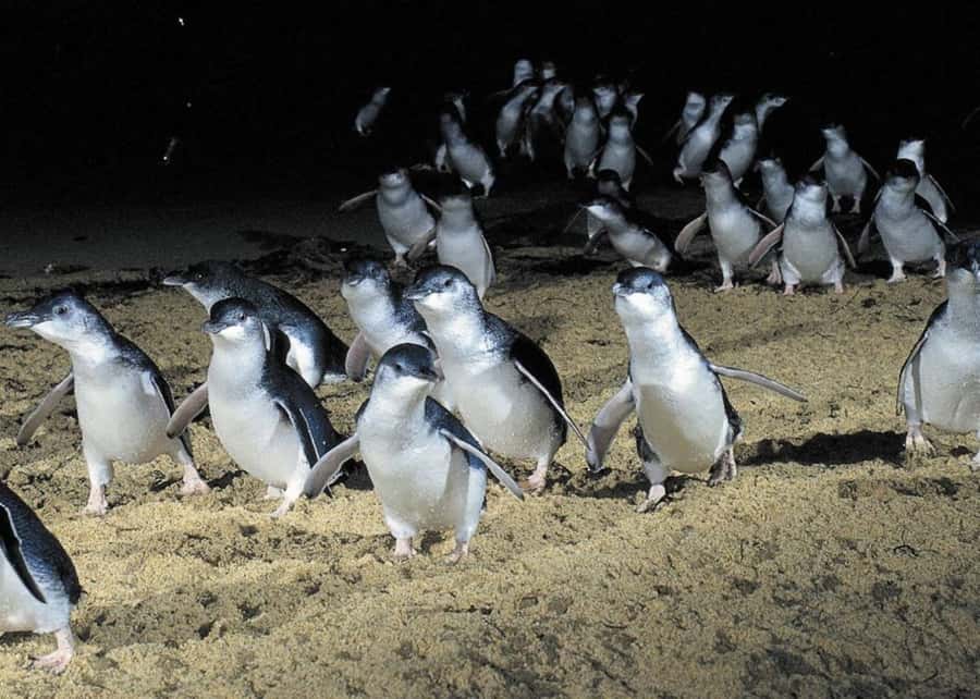 From Melbourne: Penguin Parade, Koalas & Kangaroos - Brighton Beach Boxes, seaside views, and a quick Melbourne skyline moment
