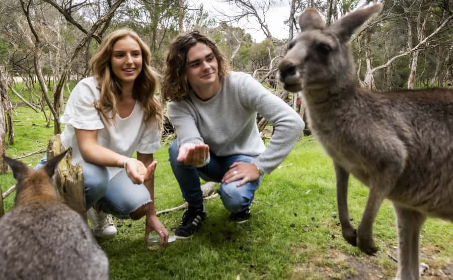 From Melbourne: Penguin Parade, Koalas & Kangaroos - Moonlit Sanctuary Wildlife Conservation Park: koalas, kangaroos, and real bushland vibe