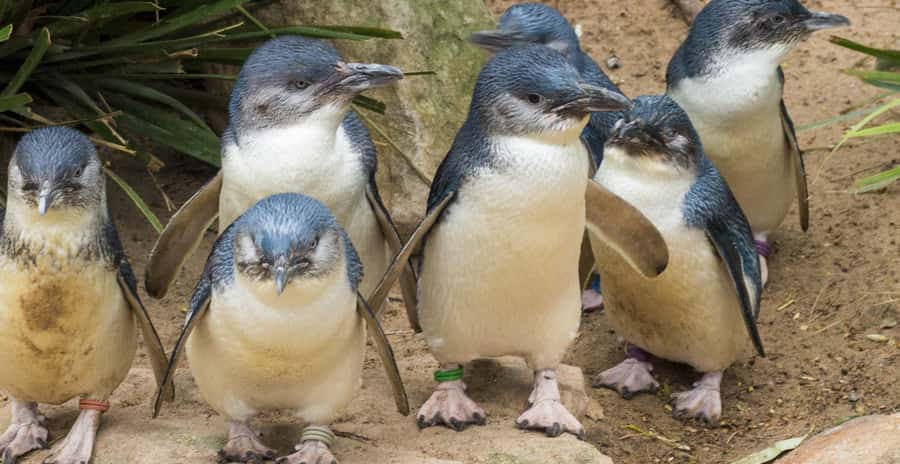 From Melbourne: Penguin Parade, Koalas & Kangaroos - Lunch break and the route toward Nobbies