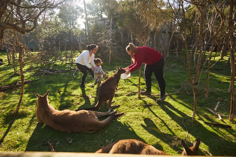 From Melbourne: Penguins and Wildlife Nature Day Tour - Key points before you go