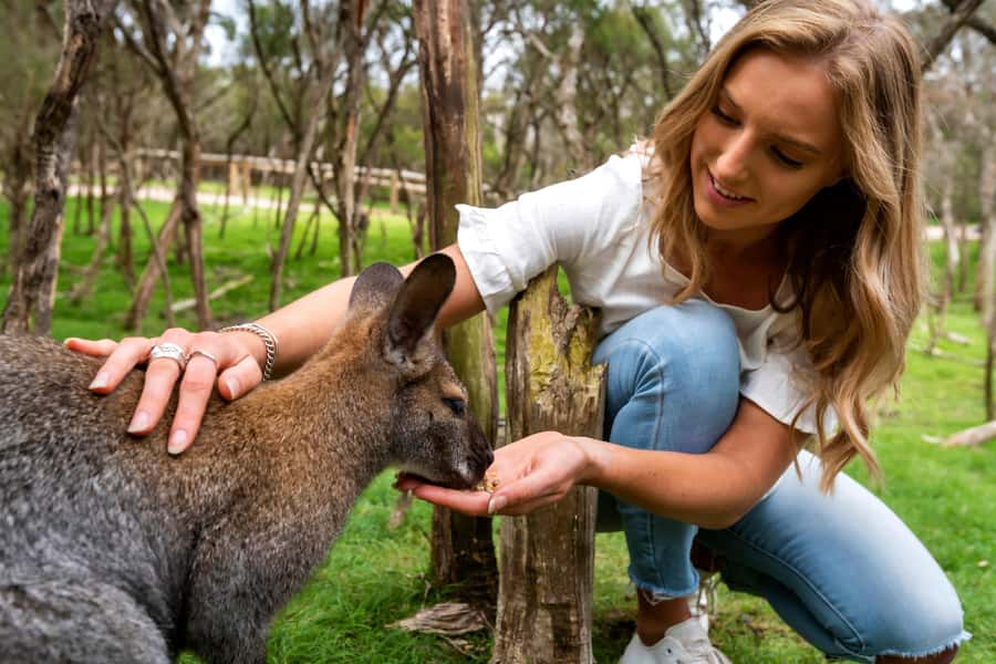 From Melbourne: Penguins and Wildlife Nature Day Tour - Moonlit Sanctuary Wildlife Conservation Park: koalas, devils, and wallaby feeding