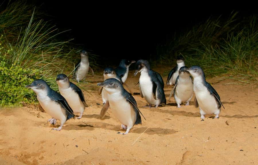 From Melbourne: Penguins and Wildlife Nature Day Tour - Phillip Island Penguin Parade: how to watch little penguins at night