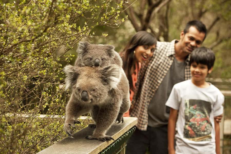 From Melbourne: Phillip Is Penguin Parade & Koala Reserve - Key things I’d bank on before you go