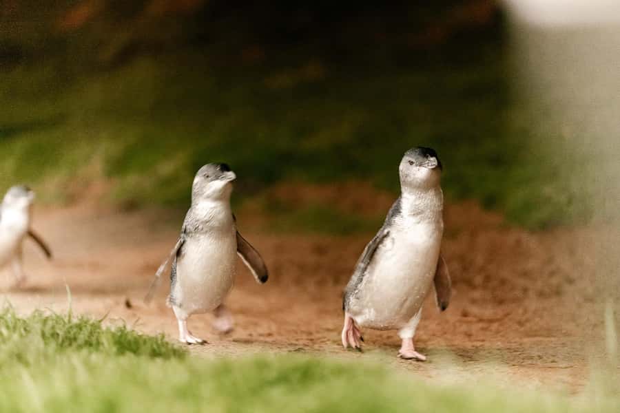 From Melbourne: Phillip Is Penguin Parade & Koala Reserve - From Melbourne To Phillip Island, and Why This Route Feels Worth It