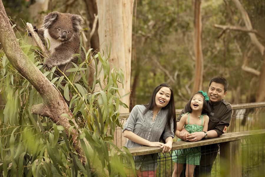 From Melbourne: Phillip Is Penguin Parade & Koala Reserve - Cowes, Seal Rocks, and the Nobbies Centre Boardwalk Views