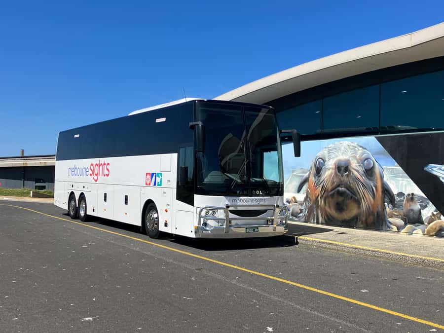 From Melbourne: Phillip Is Penguin Parade & Koala Reserve - What’s Included, and Where You Save Real Effort