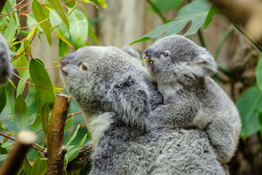 From Melbourne: Phillip Island and Penguin Parade Day Tour - Melbourne Pickup, 11-Hour Timing, and Comfort on the Coach
