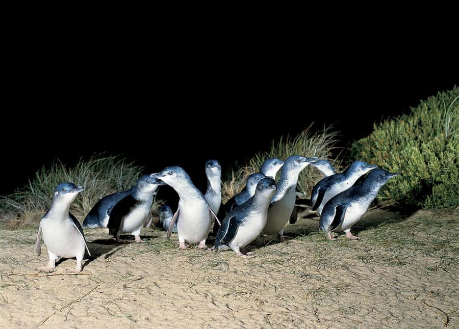 From Melbourne: Phillip Island and Penguin Parade Day Tour - Moonlit Sanctuary: Koalas, Kangaroos, and the Ranger Moment