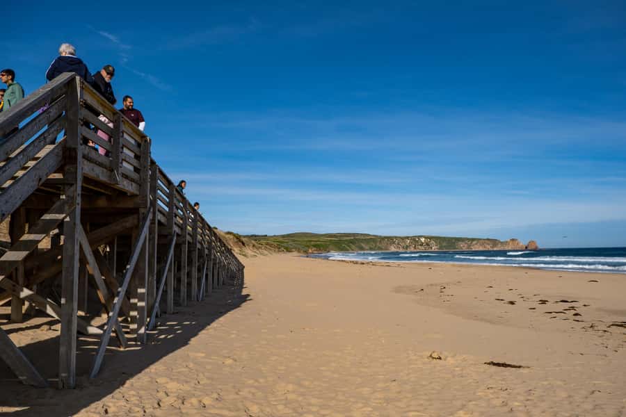 From Melbourne: Phillip Island and Penguin Parade Day Tour - How the Guide and Free Audio Guide Make Wildlife Easier to See