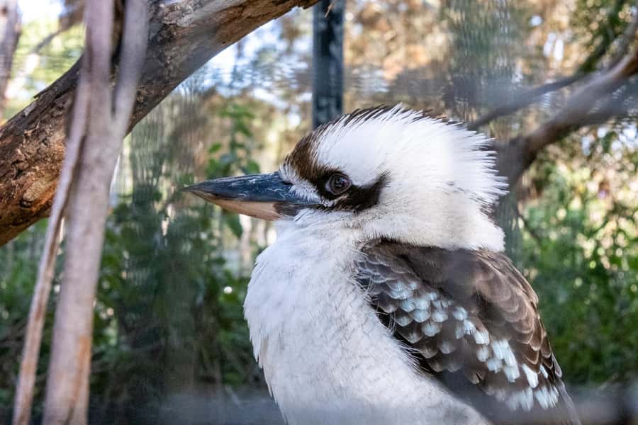 From Melbourne: Phillip Island and Penguin Parade Day Tour - Should You Book This Penguin Parade Tour?