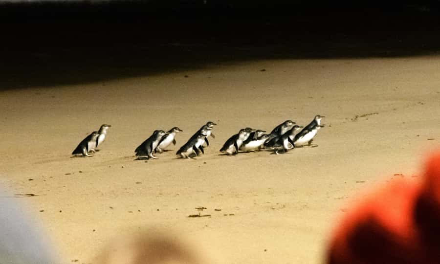 From Melbourne: Phillip Island Penguin Parade Eco Tour - Melbourne to Phillip Island: The Drive That Sets Up the Whole Day