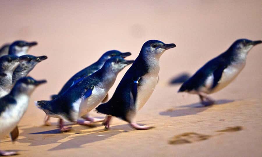 From Melbourne: Phillip Island Penguin Parade Eco Tour - Moonlit Sanctuary: Koalas, Kangaroos, and a Calm Animal Setting