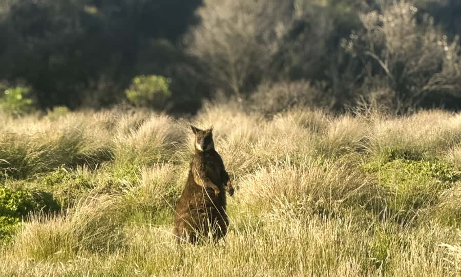 From Melbourne: Phillip Island Penguin Parade Eco Tour - FAQ
