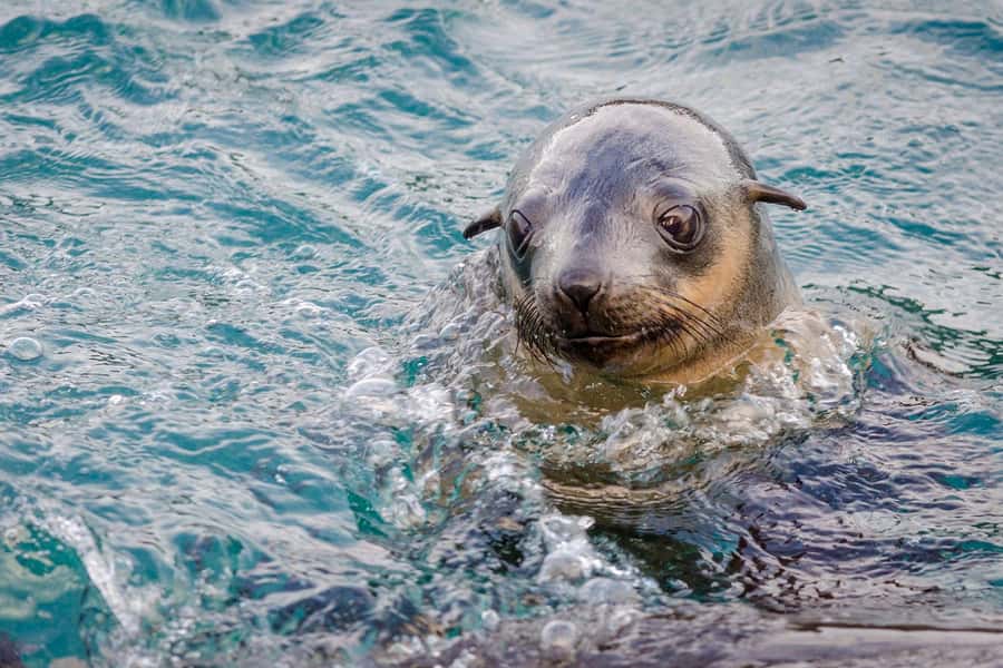 From Melbourne: Phillip Island Penguin Parade Express Tour - Key things to know before you go