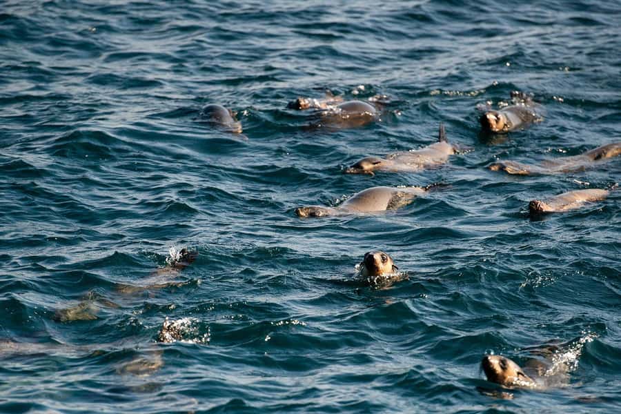 From Melbourne: Phillip Island Penguin Parade Express Tour - Southern Cross to Phillip Island, where comfort meets coastline