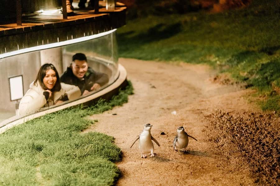 From Melbourne: Phillip Island Penguin Parade Express Tour - Weather prep, umbrellas, and what to wear for the cold wind