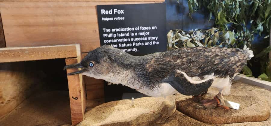 From Melbourne: Phillip Island Penguin Parade Private Tour - Price and Value for Up to Three People
