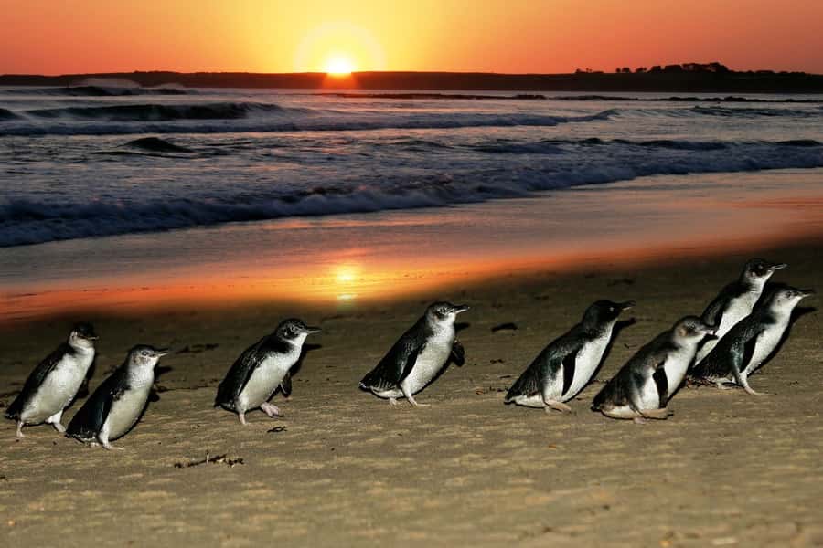 From Melbourne: Puffing Billy and Penguin Parade Combo Tour - Emerald Lake walk and lunch time, where the pacing makes sense