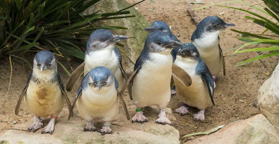 From Melbourne: Puffing Billy and Penguin Parade Combo Tour - Comfort, timing, and weather, the stuff that quietly matters