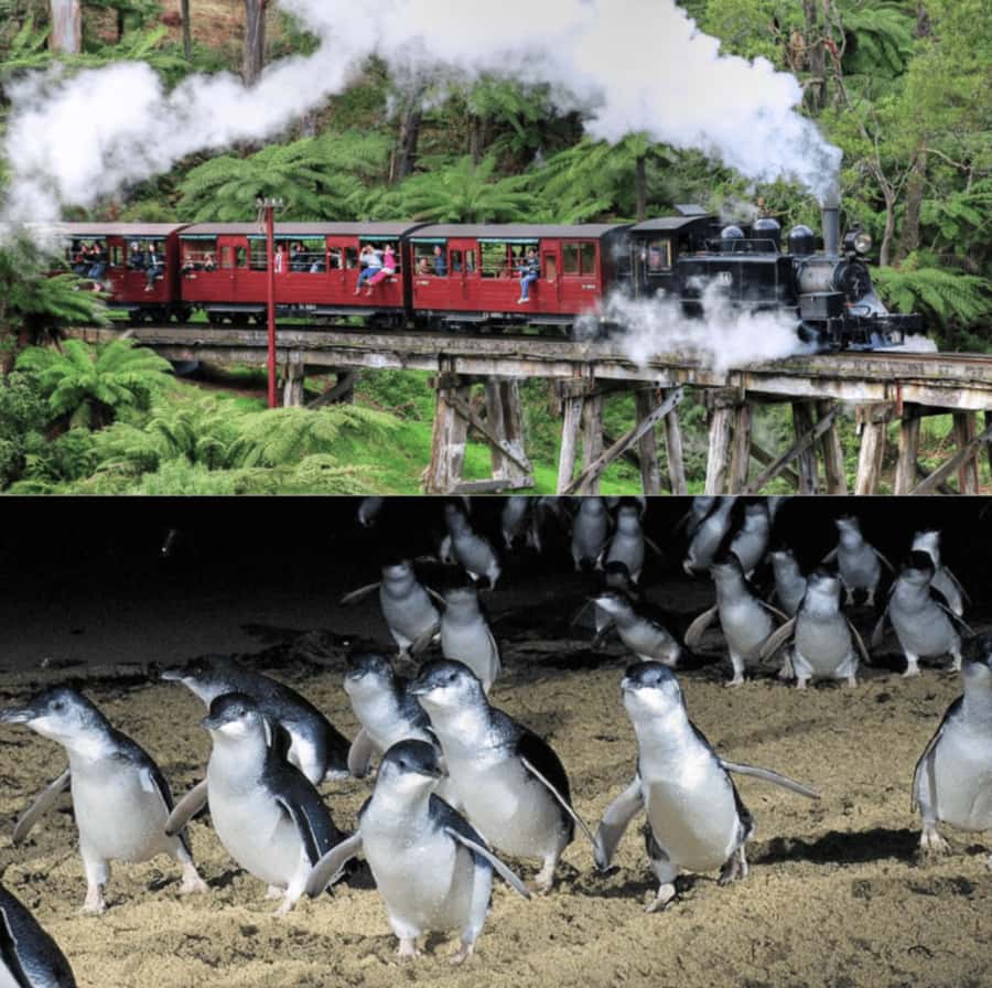 From Melbourne: Puffing Billy and Penguin Parade Combo Tour - Who this day trip fits best