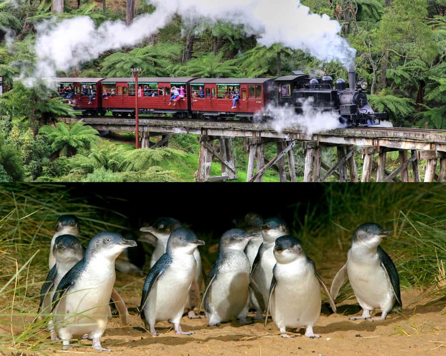 From Melbourne: Puffing Billy and Penguin Parade Combo Tour - Puffing Billy at Belgrave to Lakeside, more than a photo stop