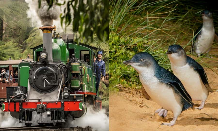From Melbourne: Puffing Billy & Penguins Combo Tour Package - Two icons, one long day starting in the Dandenong Ranges