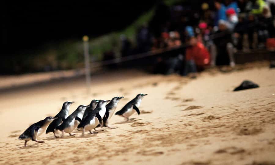 From Melbourne: Puffing Billy & Penguins Combo Tour Package - Puffing Billy at Belgrave: heritage station, steam, and that trestle moment