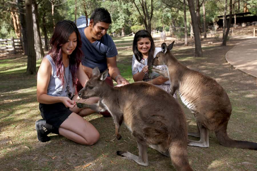 From Melbourne: Puffing Billy Steam Train & Wildlife Tour - The coach transfer to Healesville: where the long day starts to show