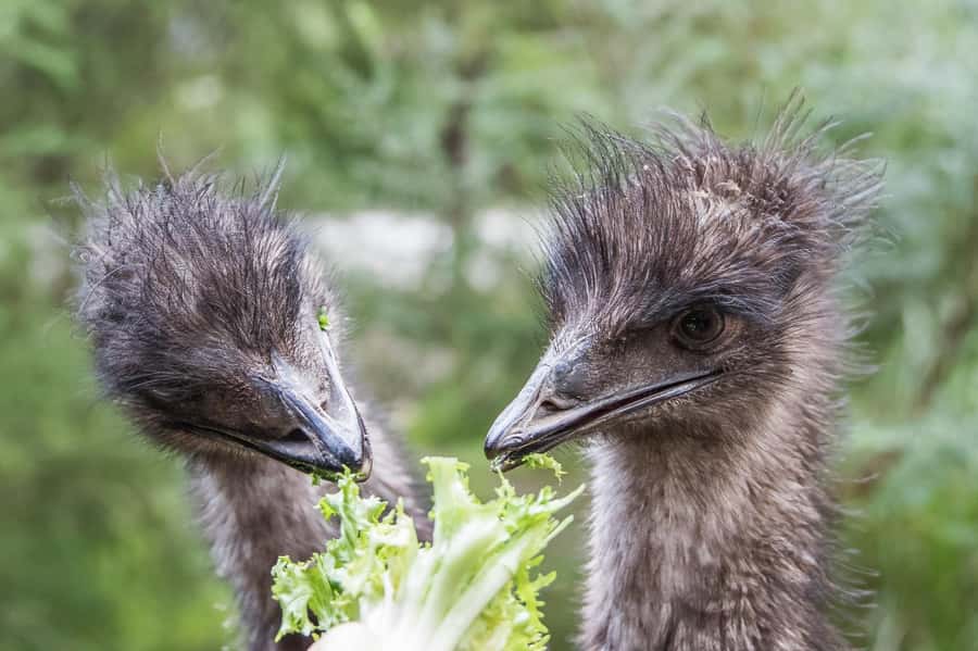 From Melbourne: Puffing Billy Steam Train & Wildlife Tour - Price and value: what $140 per person gets you, and what it doesn’t