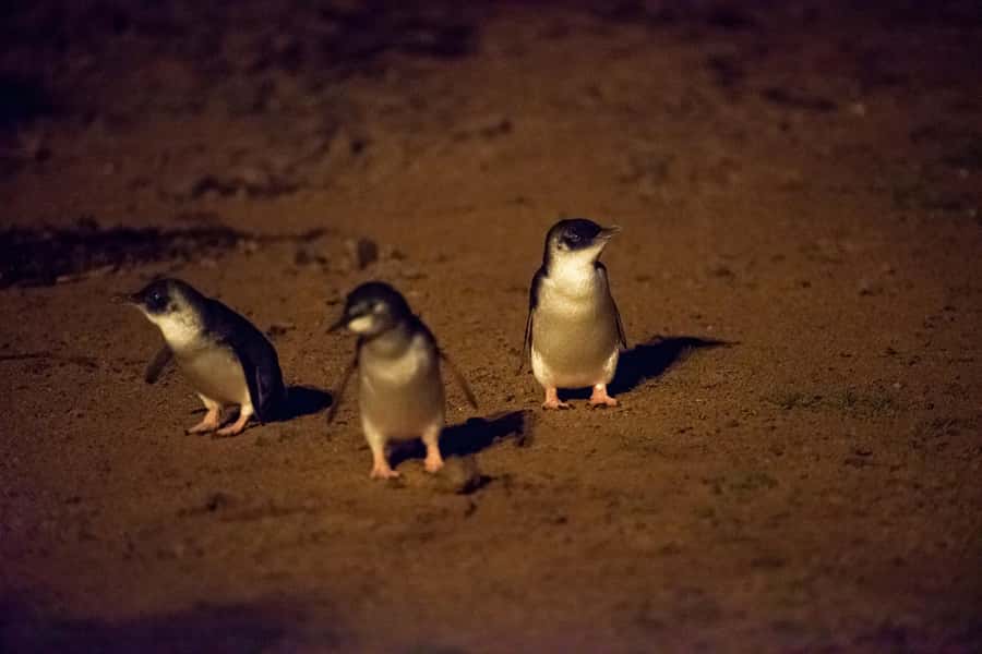 From Melbourne: Puffing Billy Train & Penguin Wildlife Tour - Guides make the day: what to look for on your tour