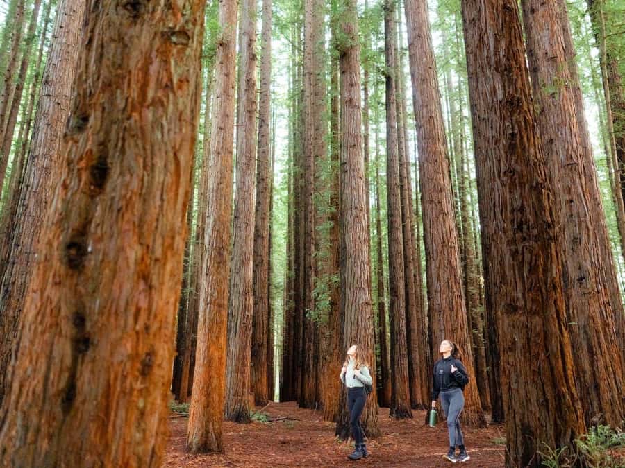 From Melbourne: Redwoods Forest & Yarra Valley Wine Tour - Warburton Village reset: a 45-minute mountain break