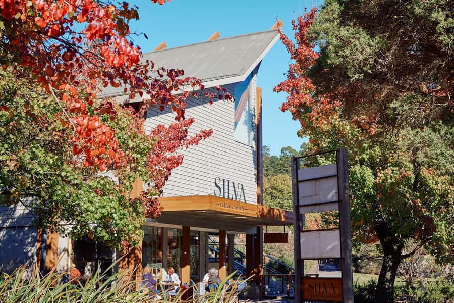 From Melbourne: Redwoods Forest & Yarra Valley Wine Tour - Cement Creek Redwood Forest walk: the main event