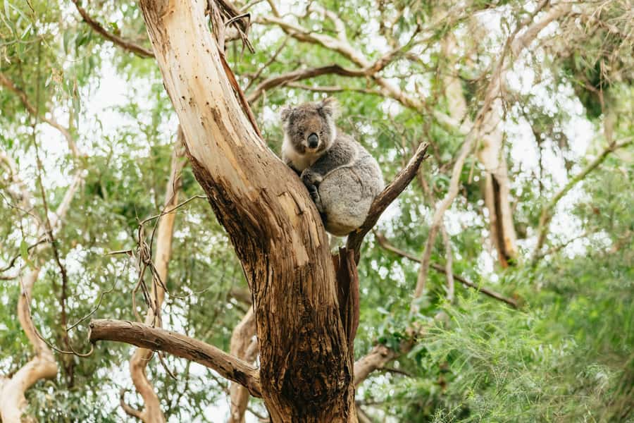 From Melbourne: Small-Group Great Ocean Road Day Trip - A Mercedes Sprinter day trip that treats the drive like part of the vacation