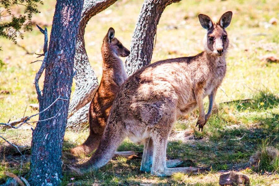 From Melbourne: Small Group Great Ocean Road Tour - Twelve Apostles and Loch Ard Gorge, shipwreck stories on the coastline