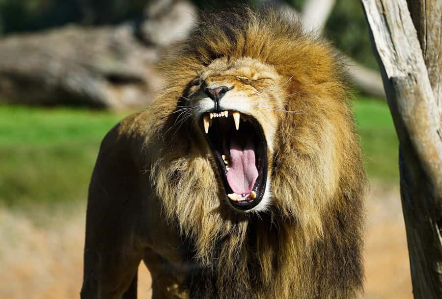 From Melbourne: Werribee Open Range Zoo & Werribee Mansion - Getting good value from the $102 ticket